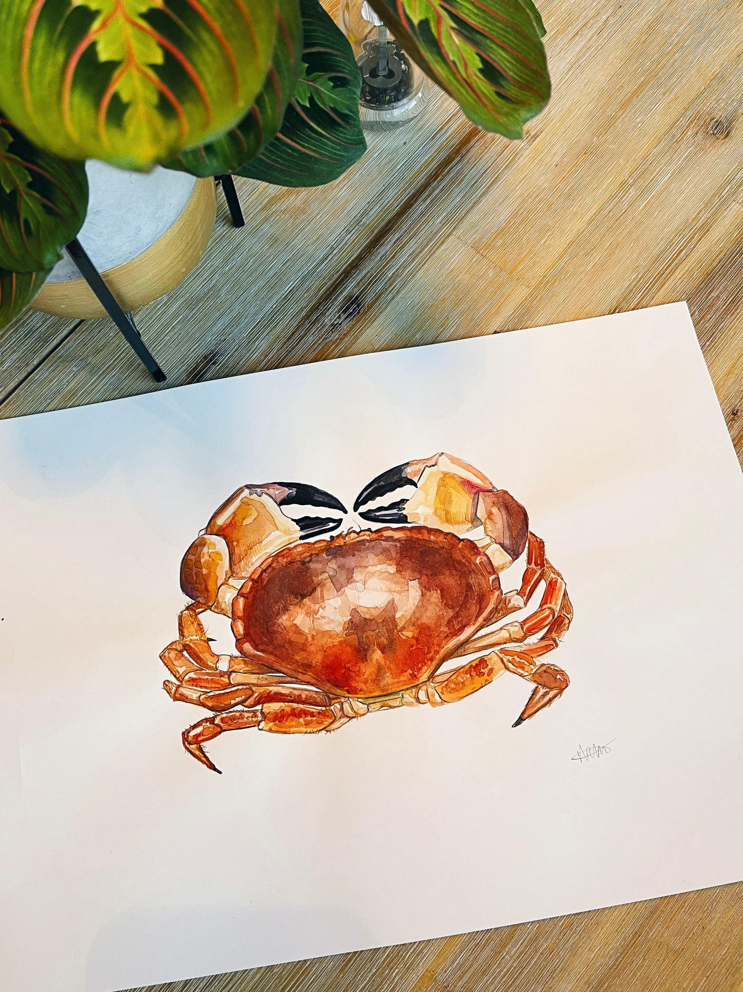 Red Crab Watercolour Original Print