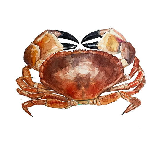 Red Crab Watercolour Original Print