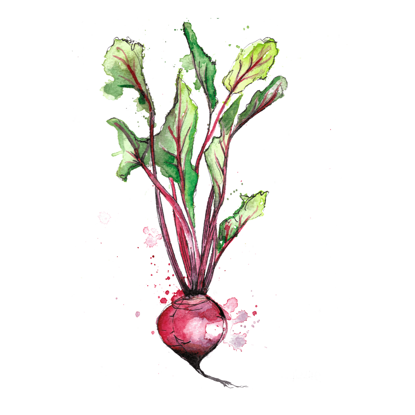 Beetroot Print