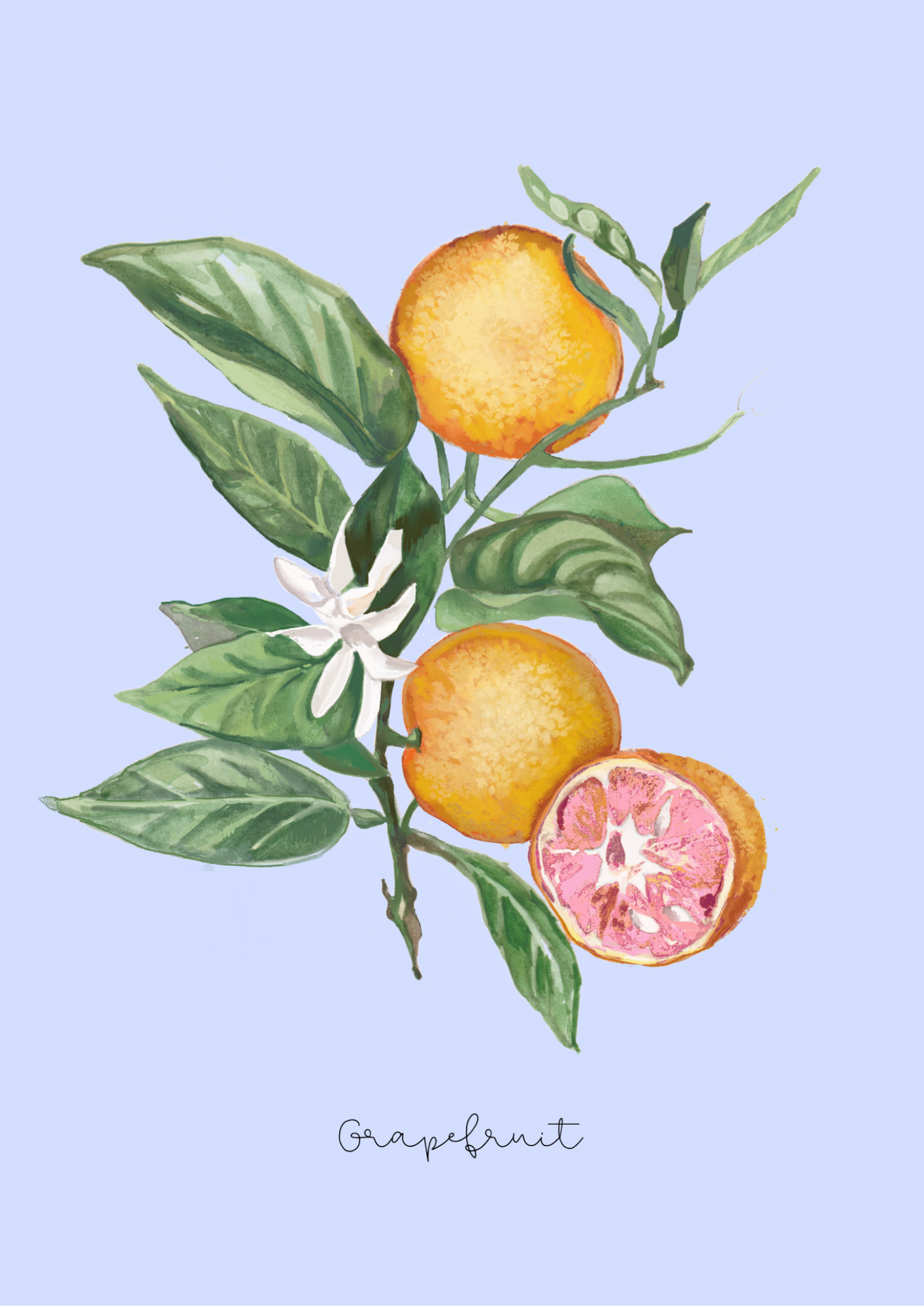 Botanical Grapefruit