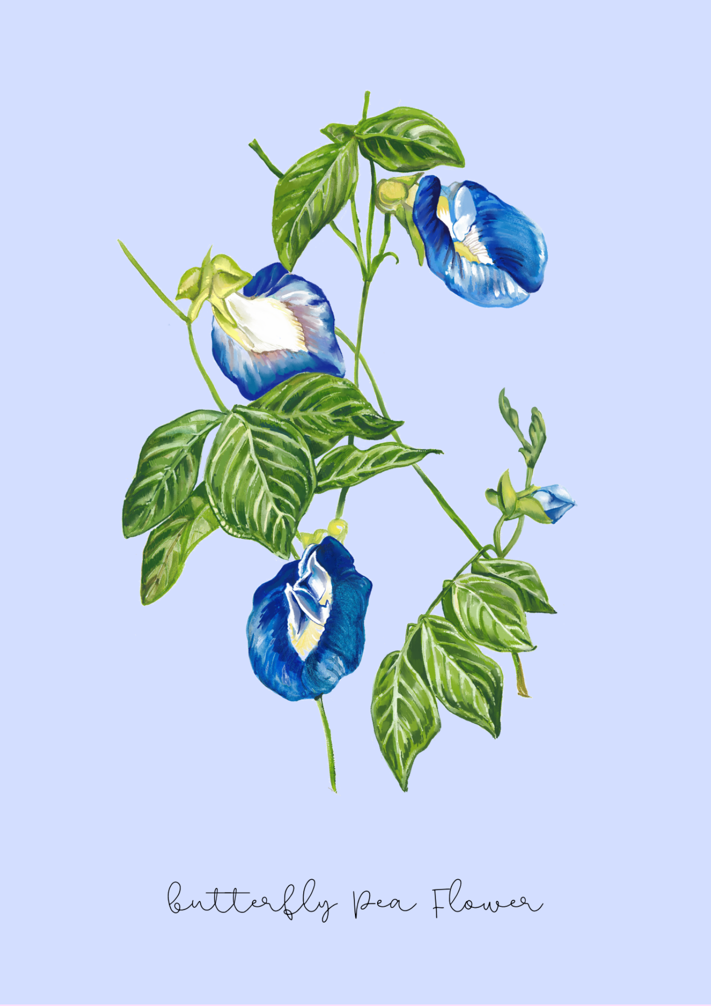 botanical blue print art 