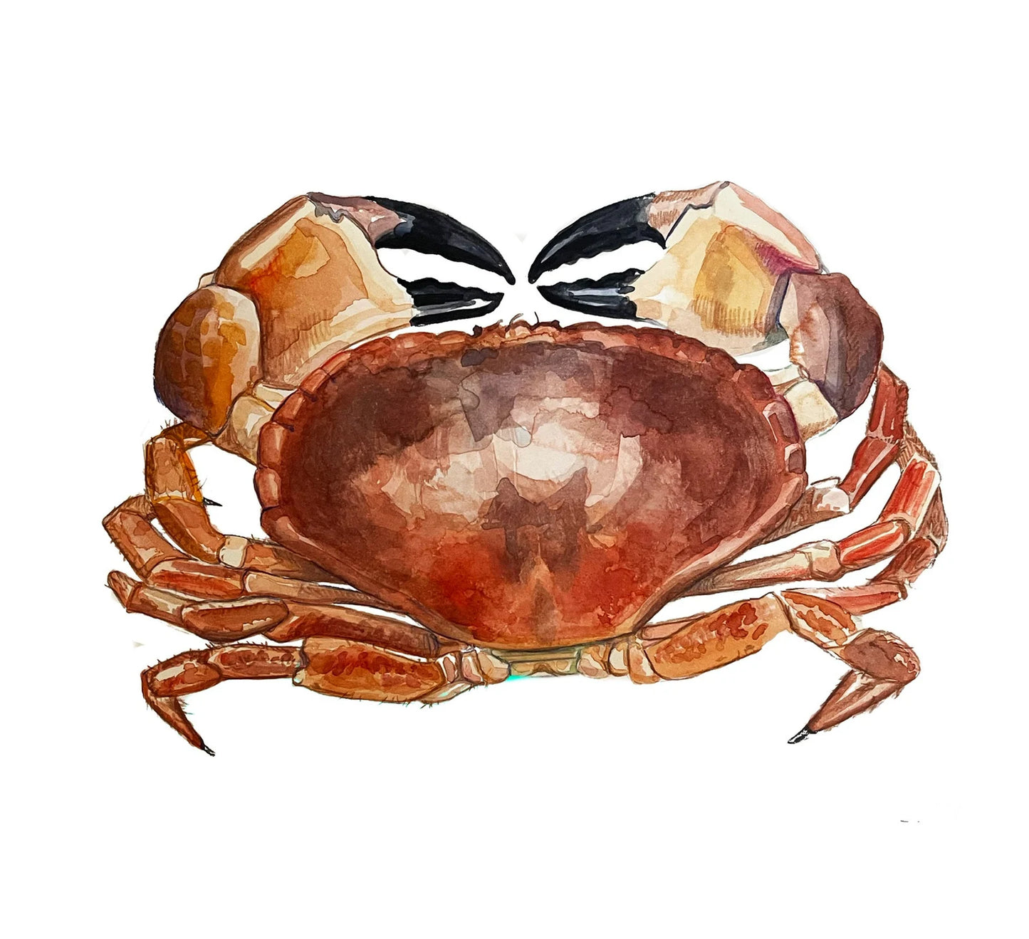 Red Crab Watercolour Original Print