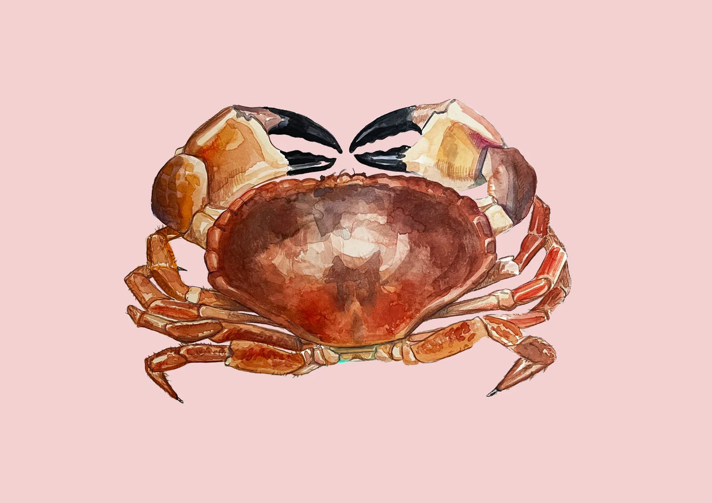 Red Crab Watercolour Original Print